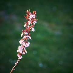 Gałązka kwitnącej wiśni na tle zieleni