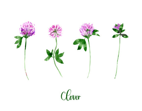 Watercolor Purple Clover set. Collection of hand drawn flowers isolated. Wild flower illustration