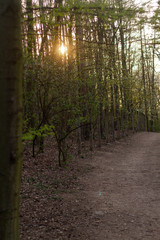 Obraz premium tree at sunset in the Czech forest