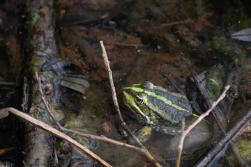 grenouille