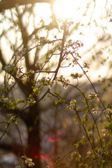 
forest after morning in spring in the Czech Republic 2020