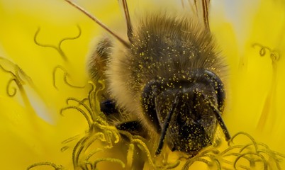 abeille jaune