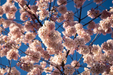 Cherry Blossom Sakura tree blooming in Spring. 