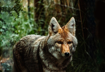 Rare Image of North American Coyote in the daylight 