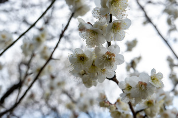 大宮公園梅まつり