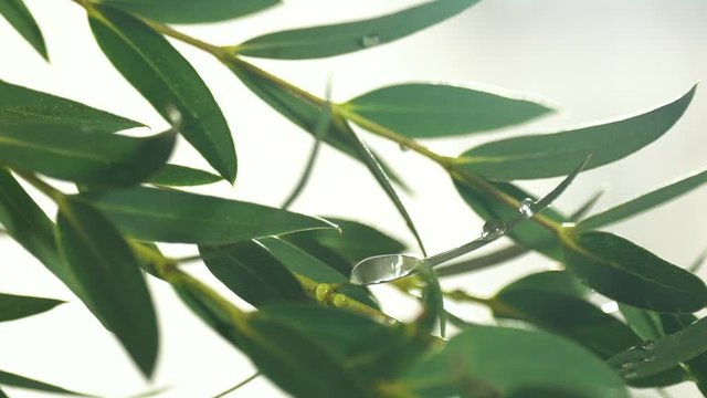 Closeup of eucalyptus leaf with rain and water drops in slow motion
