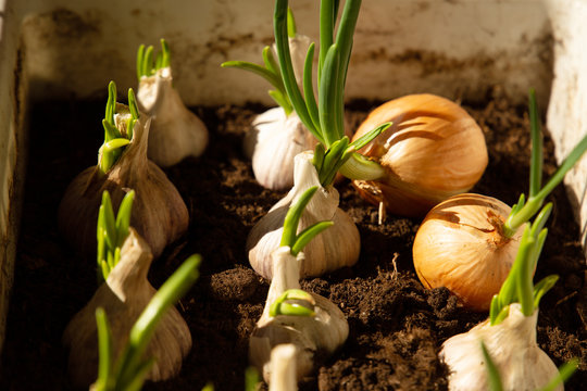 Green fresh garlic grow in a white container in the afternoon in the sunshine