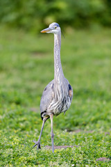 Great Blue Heron, Juvenile. San Francisco, California, USA.

