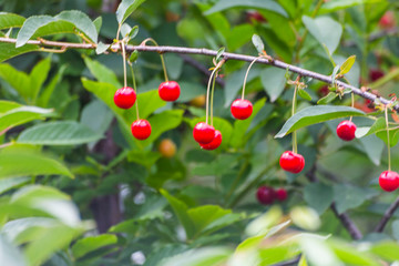 Obraz premium Organic fresh cherry tree