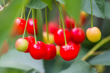 Organic fresh cherry tree