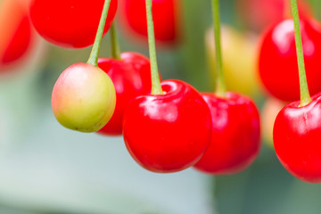 Organic fresh cherry tree