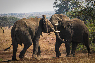Fototapeta na wymiar Elephants fight
