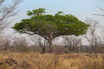 Green tree in dry savanna