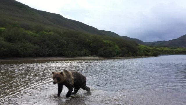 Brown Bear Attack On The River. Kamchatka Peninsula. Drone Video.