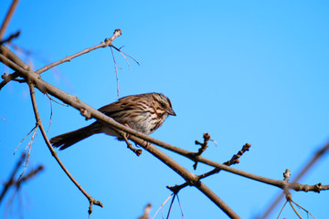 Song Sparrow sitting on leafless branch against blue sky