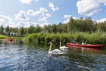 Swans moving around tourists kayaking in Krutynia, Mazury, Poland.