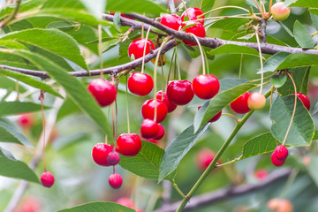 Obraz premium Organic fresh cherry tree