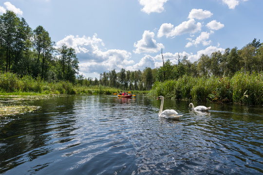 Peaceful landscape of the perfect place where to do kayaking, with swans and wildness.