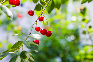 Organic fresh cherry tree