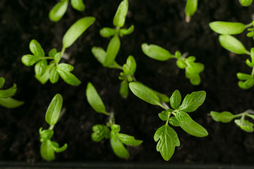 Home planting of young seedlings with female elderly hands сlouse up view. Lifestyle photosession in isolation. Home garden. Beige background