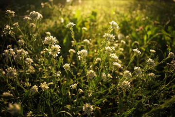 white wildflowers in the morning sun