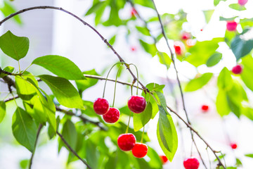 Organic fresh cherry tree