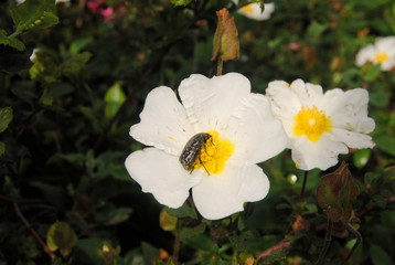 Insecto preto com pintas amarela dentro de uma flor branca com polen amarelo