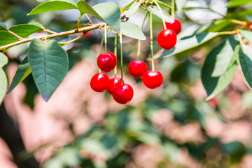 Organic fresh cherry tree