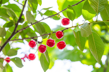 Organic fresh cherry tree