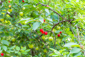 Organic fresh cherry tree