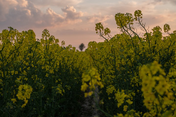 Rapsfeld Sonnenuntergang Abendrot Wolken künstlerisch