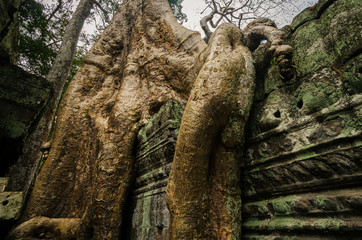 Silk-cotton tree in Ta Phrom temple, Angkor Wat, Siem Reap, Cambodia