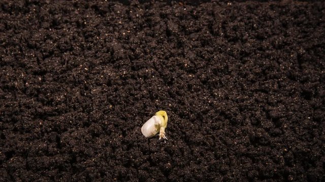 Growing kidney bean time-lapse with seed half in the ground
