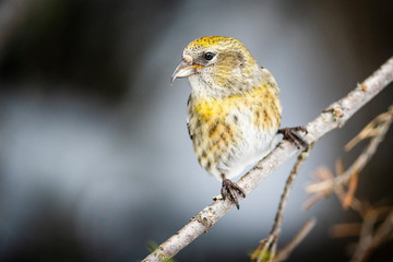  A  female white-winged crossbill perched in a northern forest.