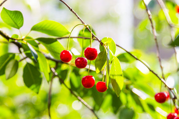 Organic fresh cherry tree