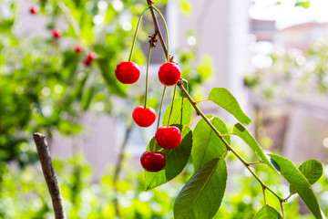 Organic fresh cherry tree