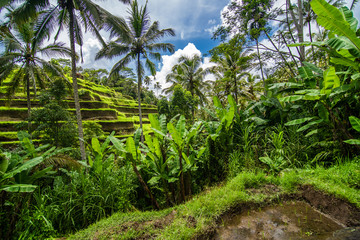 Obraz premium Tegallalang, Bali - February, 2020: Near the cultural village of Ubud is an area known as Tegallalang that boasts the most dramatic terraced rice fields in all of Bali.