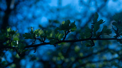 Liście na gałęzi drzew.