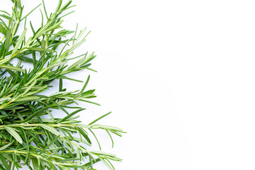 Rosemary isolated on white background.