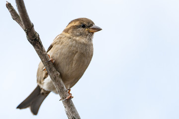  A house sparrow perched near a bird feeder in a backyard