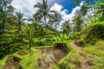 Obraz premium Tegallalang, Bali - February, 2020: Near the cultural village of Ubud is an area known as Tegallalang that boasts the most dramatic terraced rice fields in all of Bali.