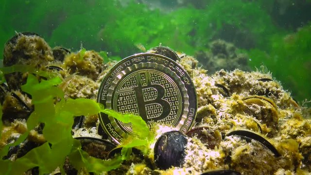 Bitcoin has fallen, Bitcoin is at the bottom, a bearish trend. Coin under water among algae