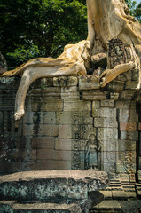 Fototapeta na wymiar Silk-cotton tree in Preah Khan temple, Angkor Wat, Siem Reap, Cambodia