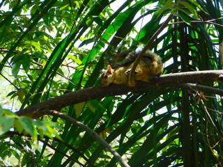 squirrel in tree 