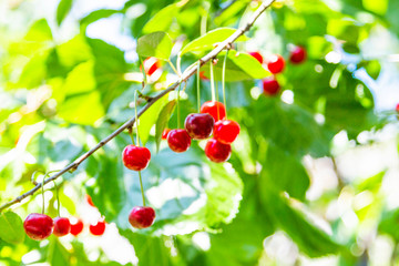 Organic fresh cherry tree