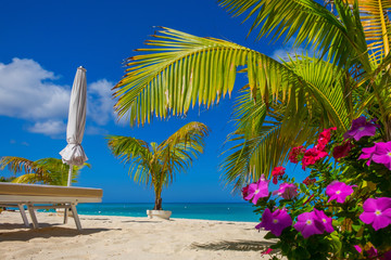Small palm trees and flowers on a empty Seven Mile Beach during confinement, Cayman Islands - 340768347