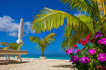 Photo sur Plexiglas Plage de Seven Mile, Grand Cayman Small palm trees and flowers on a empty Seven Mile Beach during confinement, Cayman Islands