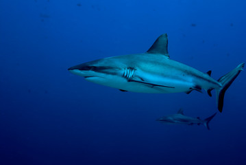 Reef sharks (Palau)