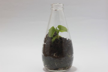 seedling in a glass