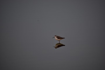Sandpiper